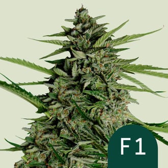 Orion F1 Auto (Royal Queen Seeds) feminizada