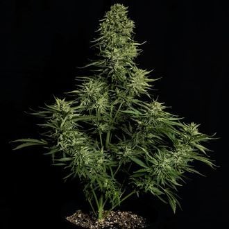 Cosmos F1 CBD Auto (Royal Queen Seeds) feminizada