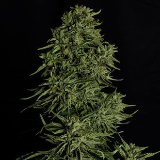 Cosmos F1 CBD Auto (Royal Queen Seeds) feminizada