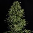 Cosmos F1 CBD Automatic (Royal Queen Seeds) feminizada