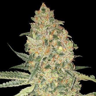 Bruce Banner (Advanced Seeds) feminizada