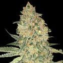 Bruce Banner (Advanced Seeds) feminizada