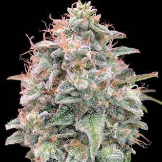 Auto Banana Cookies (Advanced Seeds) feminizada