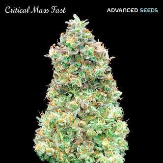 Critical Mass Fast (Advanced Seeds) feminizada