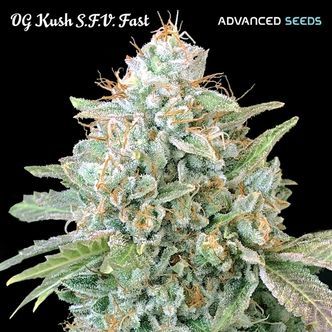 OG Kush SFV Fast (Advanced Seeds) feminizada