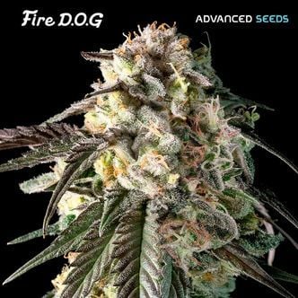 Fire DOG (Advanced Seeds) feminizada