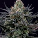 Caramba (Paradise Seeds) feminizada