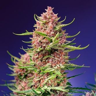 Strawberry Cola Sherbet - F1 Fast Version (Sweet Seeds) feminized