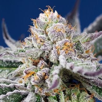 Orange Apricot Glue XL Auto (Sweet Seeds) feminized