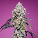 Sweet Mandarine Zkittlez F1 Fast Version (Sweet Seeds) feminizada