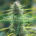 Colombian Gold (World of Seeds) feminizada