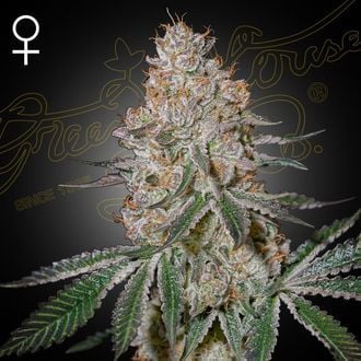 HighCloudZ (Greenhouse Seeds) feminizada