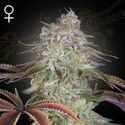 AlienZ (Greenhouse Seeds) feminizada