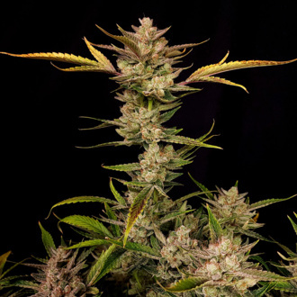 Ztrawberriez Auto (FastBuds) feminizada