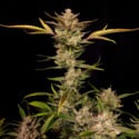 Ztrawberriez Auto (FastBuds) feminizada