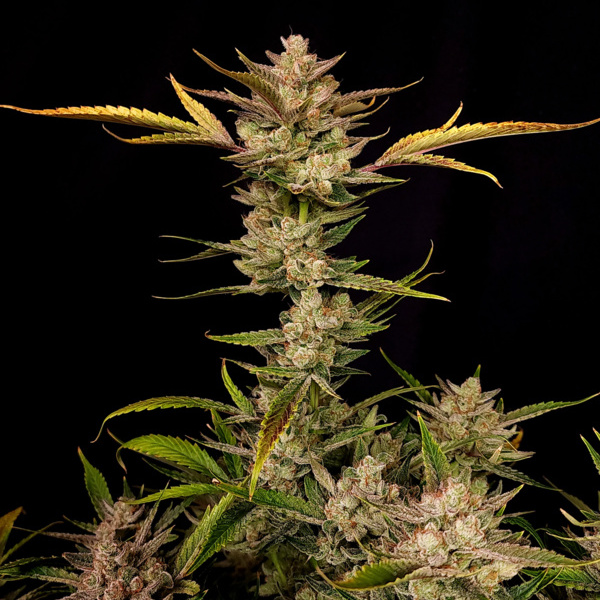 Ztrawberriez Auto (FastBuds) feminizada