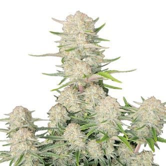 Apricot Auto (FastBuds) feminizada