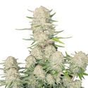 Apricot Auto (FastBuds) feminizada