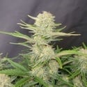 Apricot Auto (FastBuds) feminizada