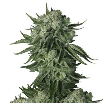 Moby Dick Original Auto (FastBuds) Feminizada