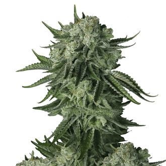 Moby Dick Original Auto (FastBuds) Feminizada