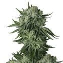 Moby Dick Original Auto (FastBuds) Feminizada