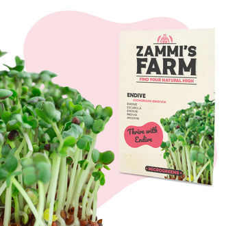 Semillas de microgreens de endibia (Cichorium endivia)