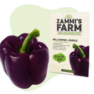 Semillas de pimiento morado (Capsicum annuum)