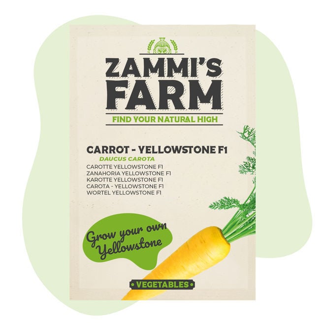 Zanahoria 'Rouge Sang' (Daucus Carota) Orgánica Semillas