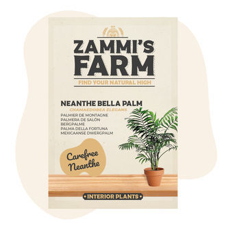 Semillas de palmera de salón (Chamaedorea elegans)