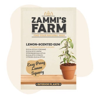 Semillas de eucalipto limón (Eucalyptus citriodora)