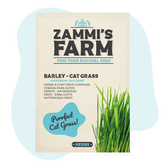 Semillas de cebada Cat Grass (Hordeum vulgare)