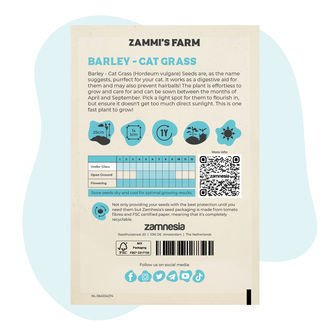 Semillas de cebada Cat Grass (Hordeum vulgare)