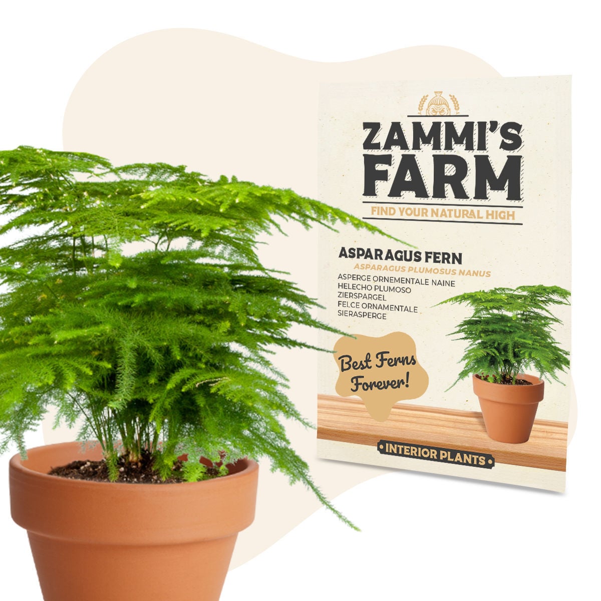 Semillas De Helecho Resistentes - 100 Unidades Para Cultivar En Balcón, Exterior O Invernadero