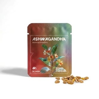 Ashwagandha (Withania somnifera) 20 semillas