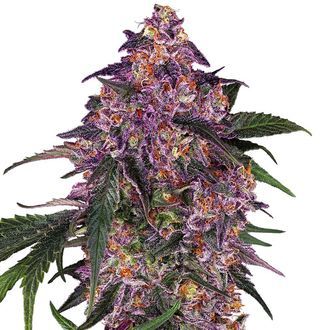 Sensi Purple Kush (Sensi Seeds) feminizada