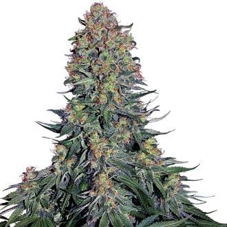 Blue Skunk (Sensi Seeds) feminizada