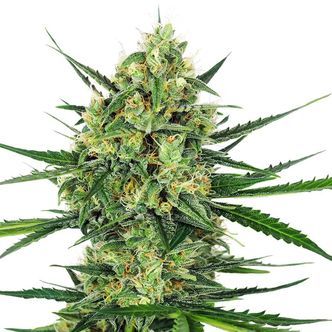 Tangerine Sugar (Sensi Seeds) feminized