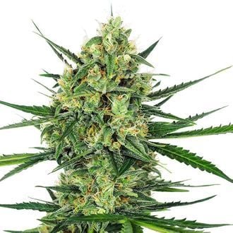 Tangerine Sugar (Sensi Seeds) feminizada