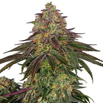 Sweet Cherry Kush (Sensi Seeds) feminized