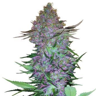 Purple Skunk Auto (Sensi Seeds) feminized