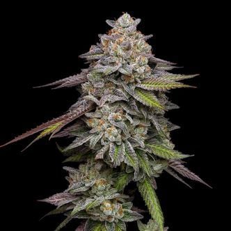 Double Stack (Compound Genetics) feminized