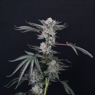 Luxar-Dos (Compound Genetics) feminizada