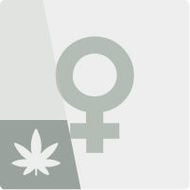Semillas De Marihuana Feminizadas