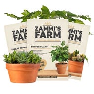 Semillas de plantas de interior