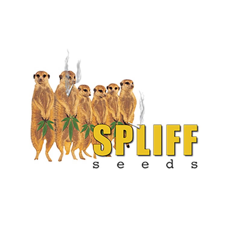 Spliff Seeds