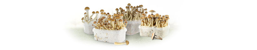 Kit De Cultivo de Setas Alucinógenas