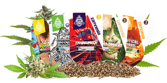 Top 10 Semillas de Zamnesia Seeds