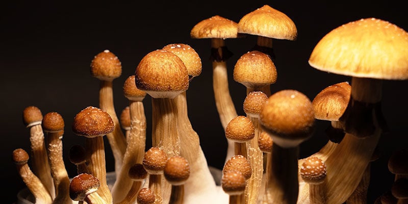 Cultivar Psilocybe Cubensis
