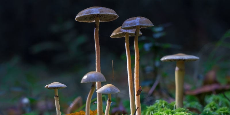 Psilocybe Cubensis: Un Regalo De La Naturaleza